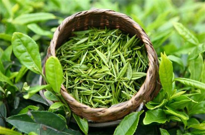 薏仁茶的成分與茶葉的關系